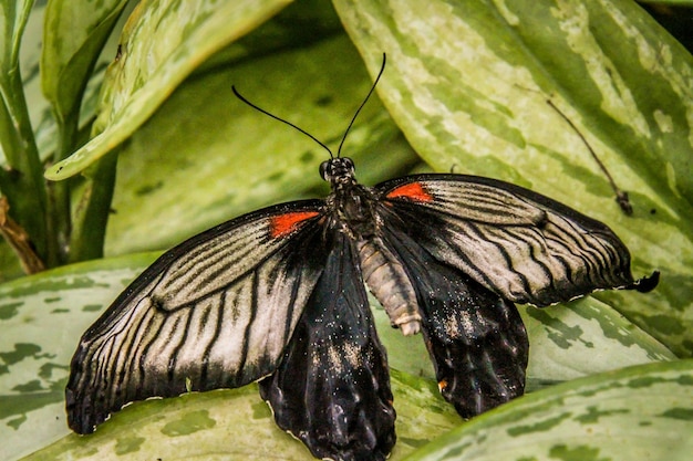 Photo close-up of butterfly on flower