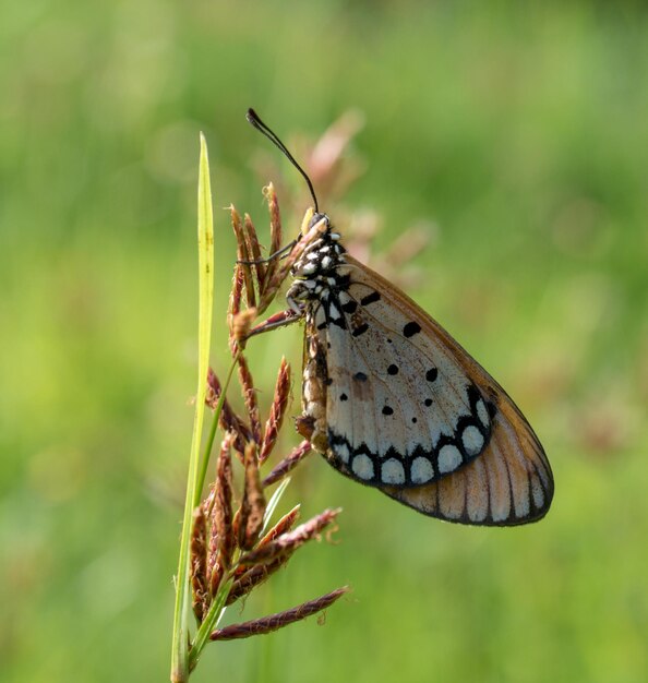 Close-up of butterfly on flower