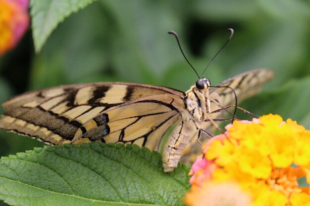 Close-up of butterfly on flower