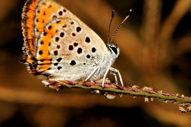 Close-up of butterfly on flower