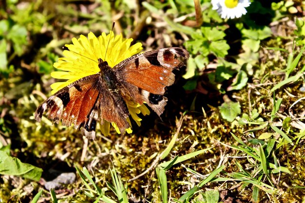 Close-up of butterfly on flower