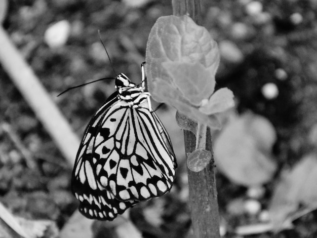 Foto prossimo piano di una farfalla in fiore