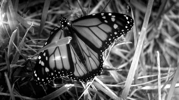 Photo close-up of butterfly on flower