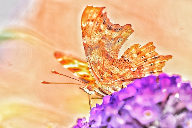 Foto prossimo piano di una farfalla in fiore