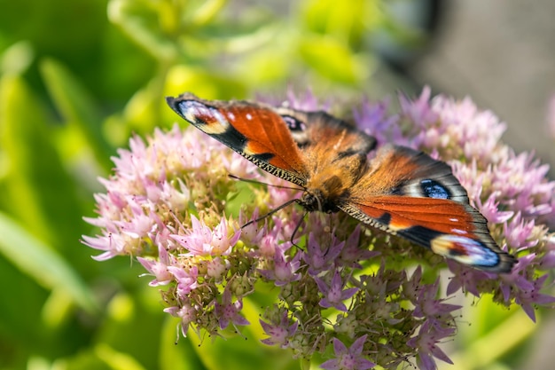 Close-up of butterfly on flower