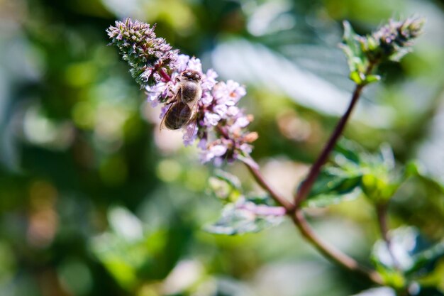 Close-up of butterfly on flower