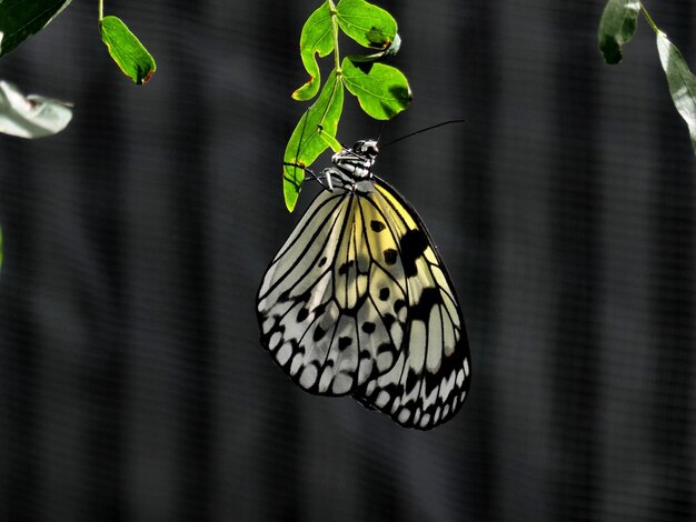 Photo close-up of butterfly on flower