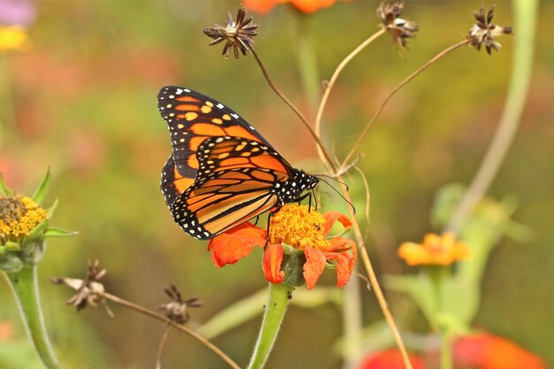 Photo close-up of butterfly on flower