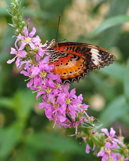 Близкий снимок бабочки на цветке