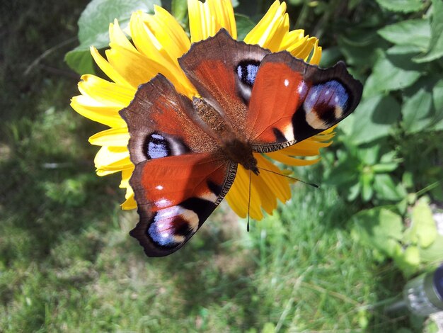 Foto prossimo piano di una farfalla su un fiore.