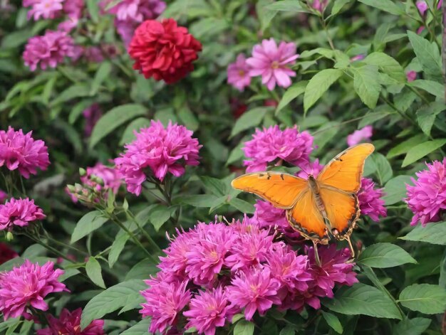 A Close Up Of A Butterfly On A Flower