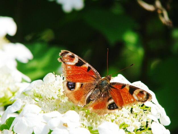 Photo close-up of butterfly on flowers blooming outdoors