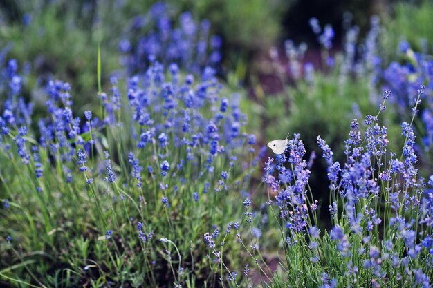 Primo piano di farfalla a fiori nel campo di lavanda viola.