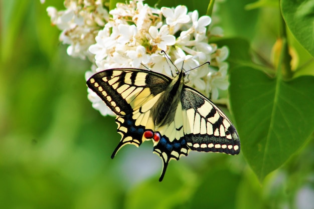 Close-up of butterfly on flowers
