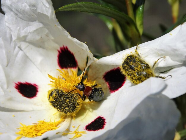 Close-up of butterfly on flowers