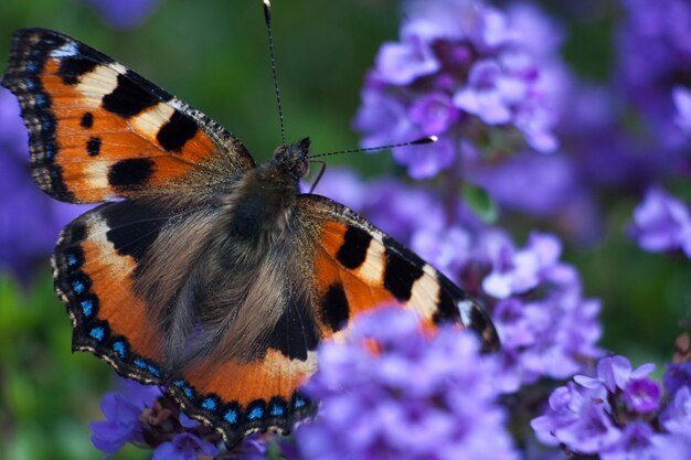 Foto prossimo piano di una farfalla sui fiori