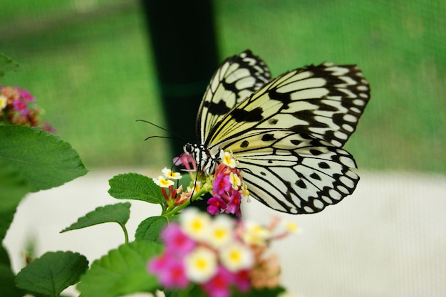 Close-up of butterfly on flowers