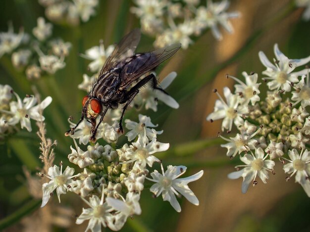 Photo close-up of butterfly on flowers