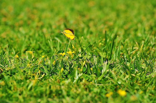 Close-up of butterfly flying over grassy field