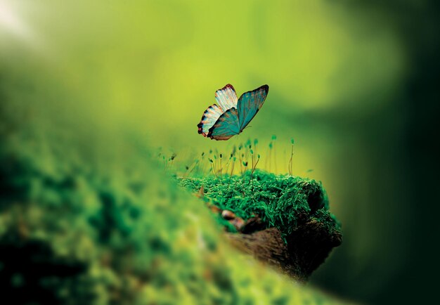 Photo close-up of butterfly flying over moss growing on tree trunk