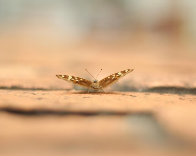 Photo close-up of butterfly flying