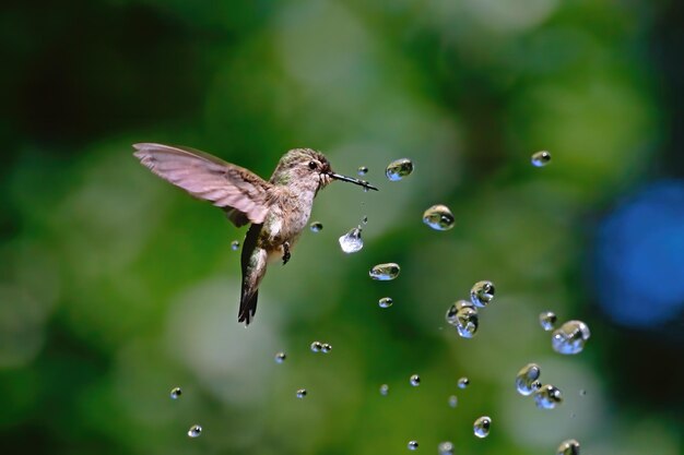 Close-up of butterfly flying