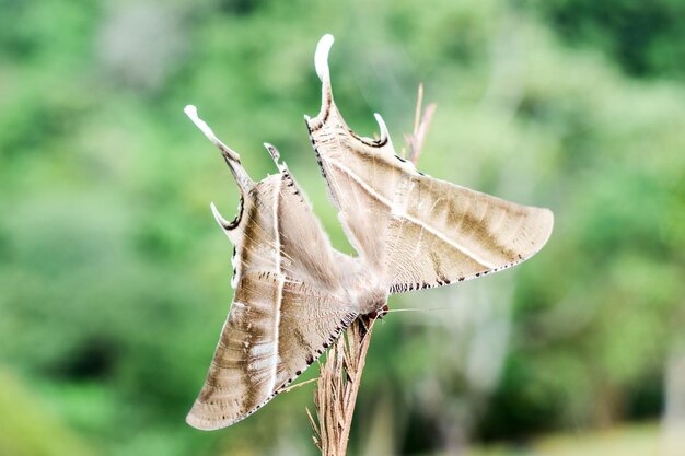 Photo close-up of butterfly flying