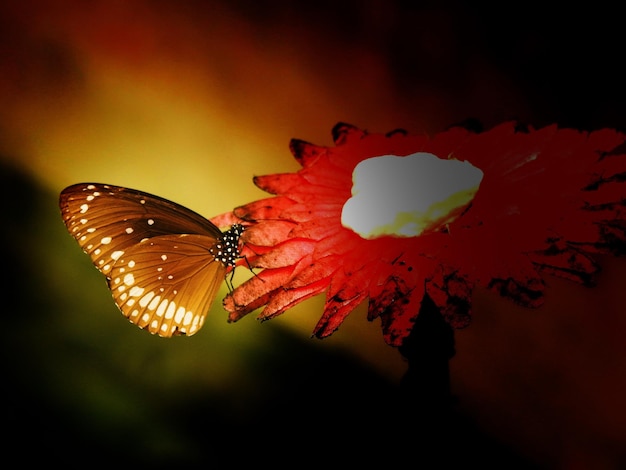 Photo close-up of butterfly on fresh flower in garden