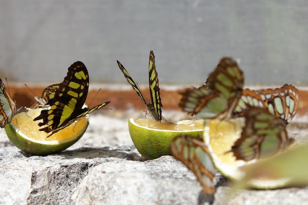 Foto prossimo piano di una farfalla su un frutto