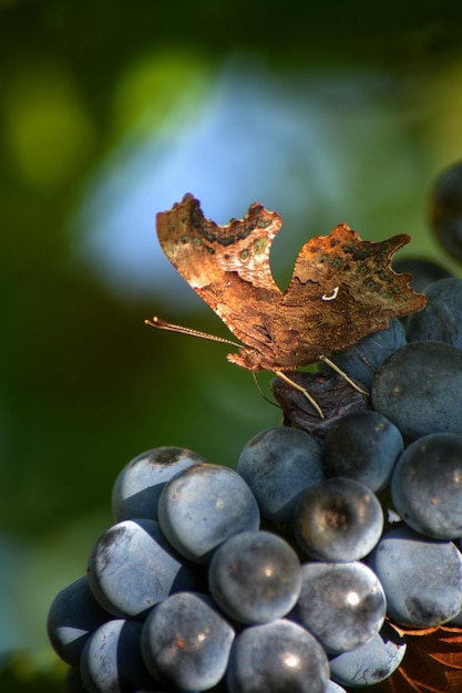 Foto prossimo piano di una farfalla sulle uva