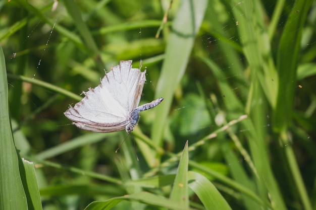 Photo close-up of butterfly on grass