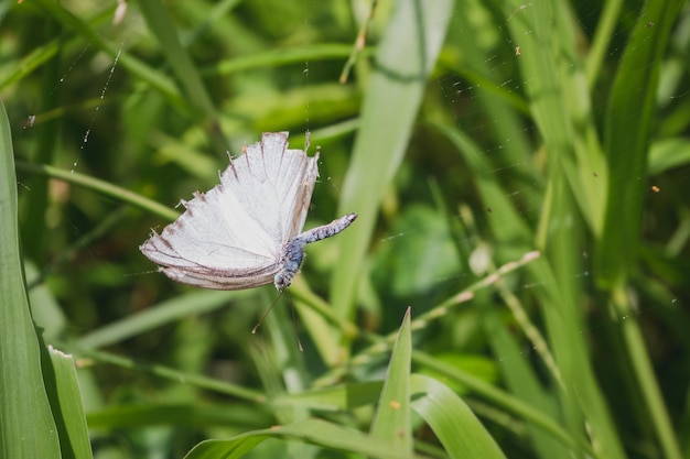 Close-up of butterfly on grass