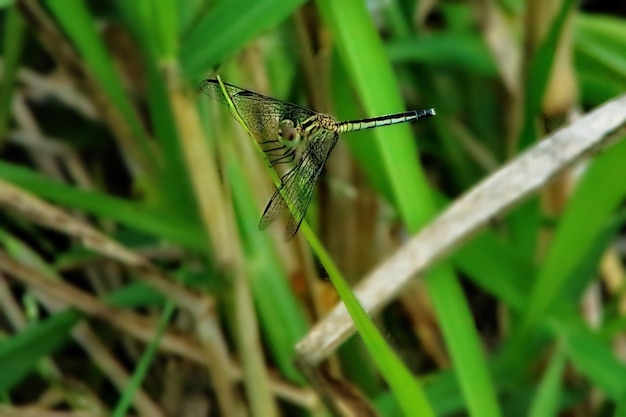 Foto prossimo piano di una farfalla sull'erba