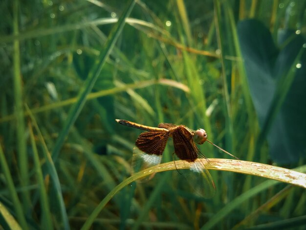 Close-up of butterfly on grass