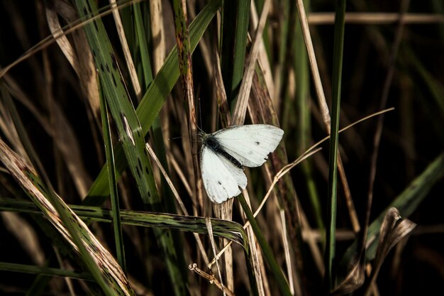 Close-up of butterfly on grass