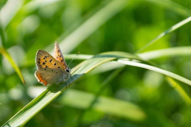 Close-up of butterfly on grass