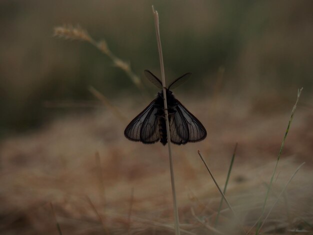 Close-up of butterfly on grass