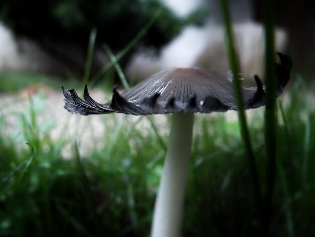 Foto prossimo piano di una farfalla sull'erba