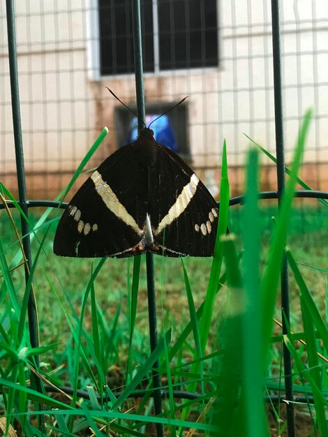 Close-up of butterfly on grass