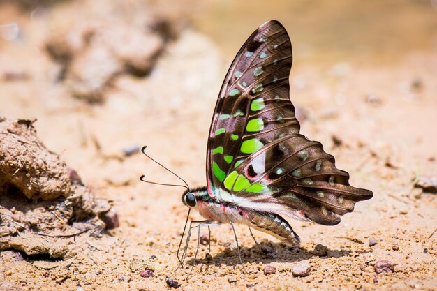 Close-up of butterfly on ground