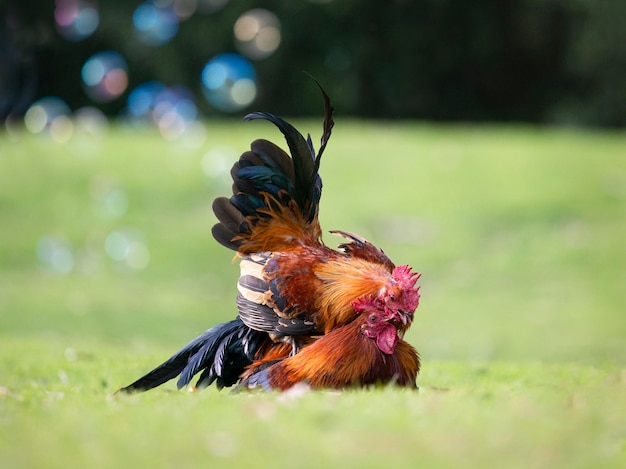 Foto prossimo piano di una farfalla a terra