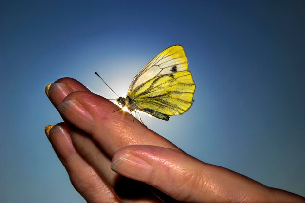 Close-up of butterfly on hand