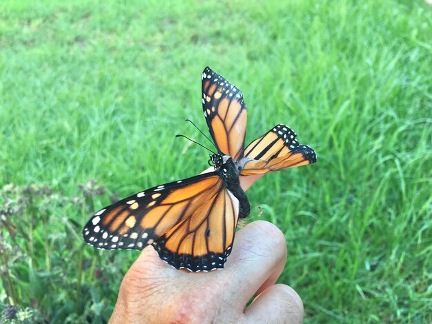 Close-up of butterfly on hand