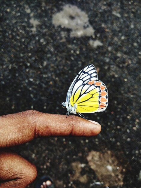 Photo close-up of butterfly on hand