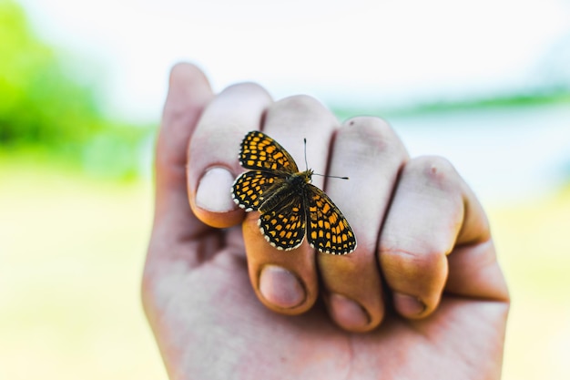 close-up of butterfly on hand