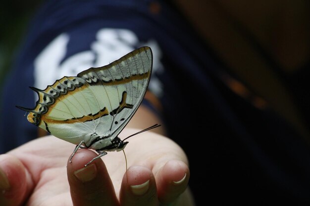 Photo close-up of butterfly on hand