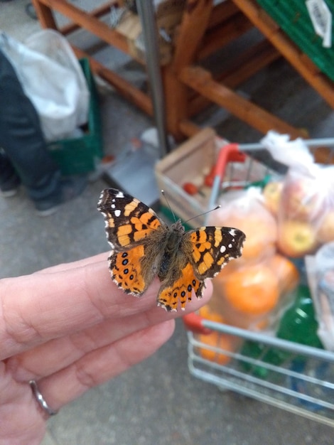 Photo close-up of butterfly on hand