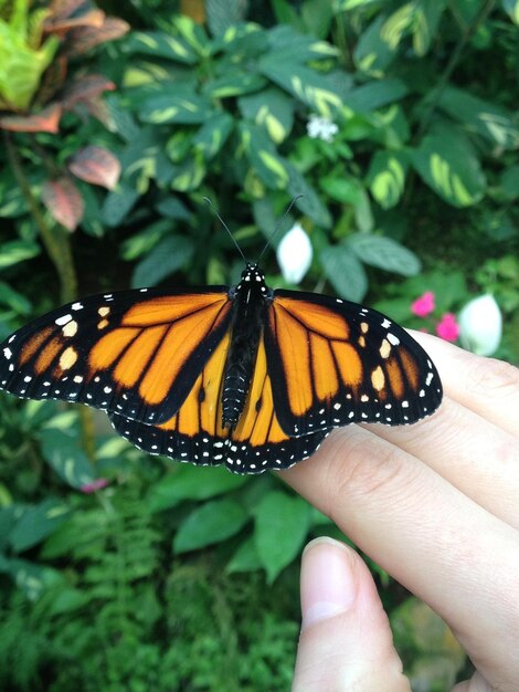 Close-up of butterfly on hand