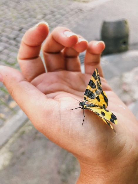 Photo close-up of butterfly on hand