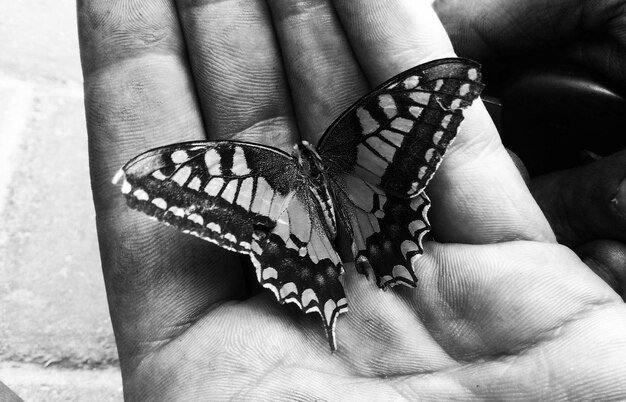 Close-up of butterfly on hand